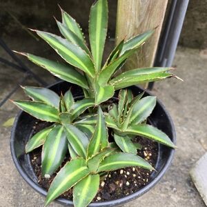 Agave Lophantha Pups